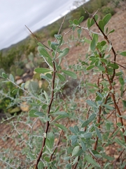 Lycium puberulum berberioides