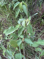 Triumfetta pilosa tomentosa
