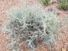 Lycium puberulum berberioides