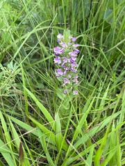 Brachycorythis ovata ovata