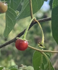 Capsicum rhomboideum