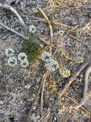 Lobularia