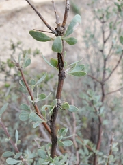 Lycium puberulum berberioides