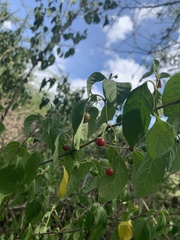 Capsicum rhomboideum