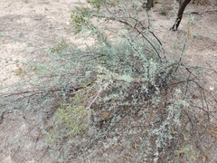 Lycium puberulum berberioides