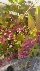 Hydrangea macrophylla