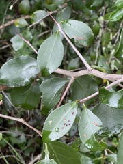 Gymnosporia nemorosa