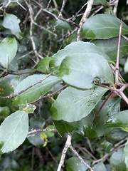 Gymnosporia nemorosa