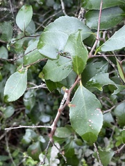 Gymnosporia nemorosa