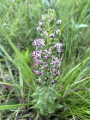 Brachycorythis ovata ovata