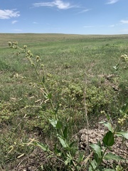 Mirabilis hirsuta