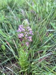 Brachycorythis ovata ovata