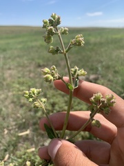 Mirabilis hirsuta