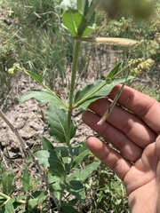 Mirabilis hirsuta