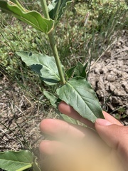 Mirabilis hirsuta