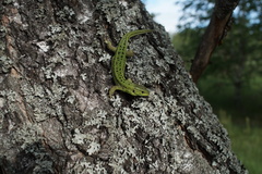 Lacerta agilis exigua
