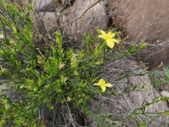 Menodora scabra