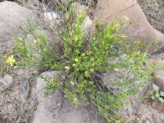 Menodora scabra