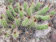 Echinocereus enneacanthus enneacanthus