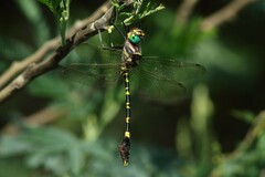 Phyllomacromia picta