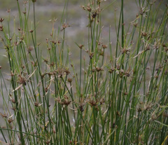 Cyperus gymnocaulos