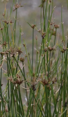 Cyperus gymnocaulos