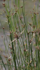 Cyperus gymnocaulos