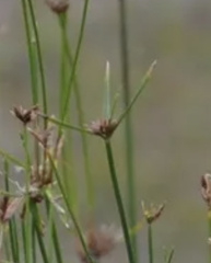 Cyperus gymnocaulos