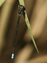 Pseudagrion salisburyense