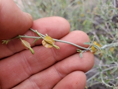 Acleisanthes