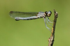 Platycypha caligata