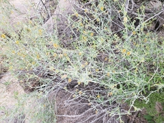 Acleisanthes