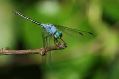 Trithemis stictica