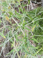 Acleisanthes