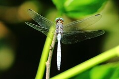Orthetrum julia