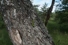 Lacerta agilis exigua