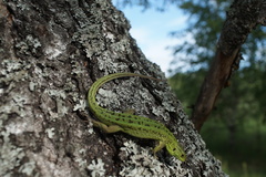 Lacerta agilis exigua