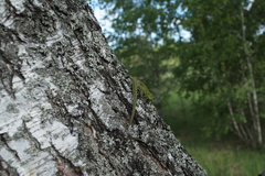 Lacerta agilis exigua