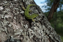 Lacerta agilis exigua