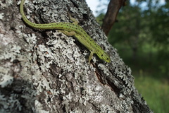 Lacerta agilis exigua