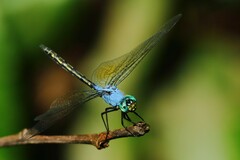 Trithemis stictica