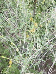 Acleisanthes