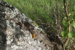Lacerta agilis exigua