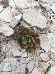 Echeveria