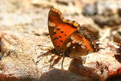 Charaxes jahlusa
