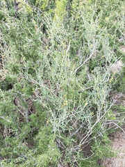 Acleisanthes
