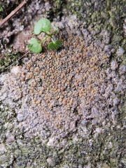 Candelariella vitellina