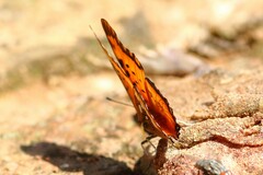 Charaxes jahlusa