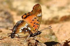 Charaxes jahlusa