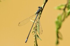Pseudagrion salisburyense